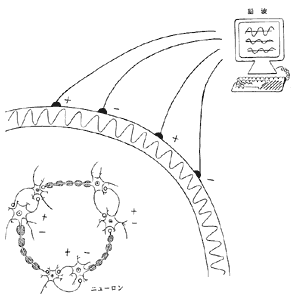 脳の神経細胞の活動と脳波の図